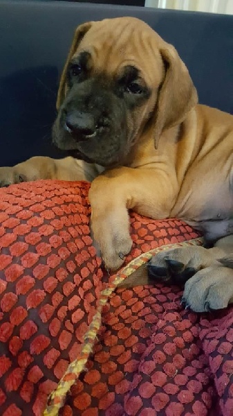 Du Clos D'Héra - Dogue allemand - Portée née le 09/12/2016