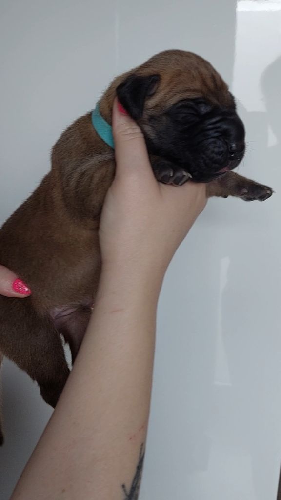 Du Clos D'Héra - Chiots disponibles - Dogue allemand