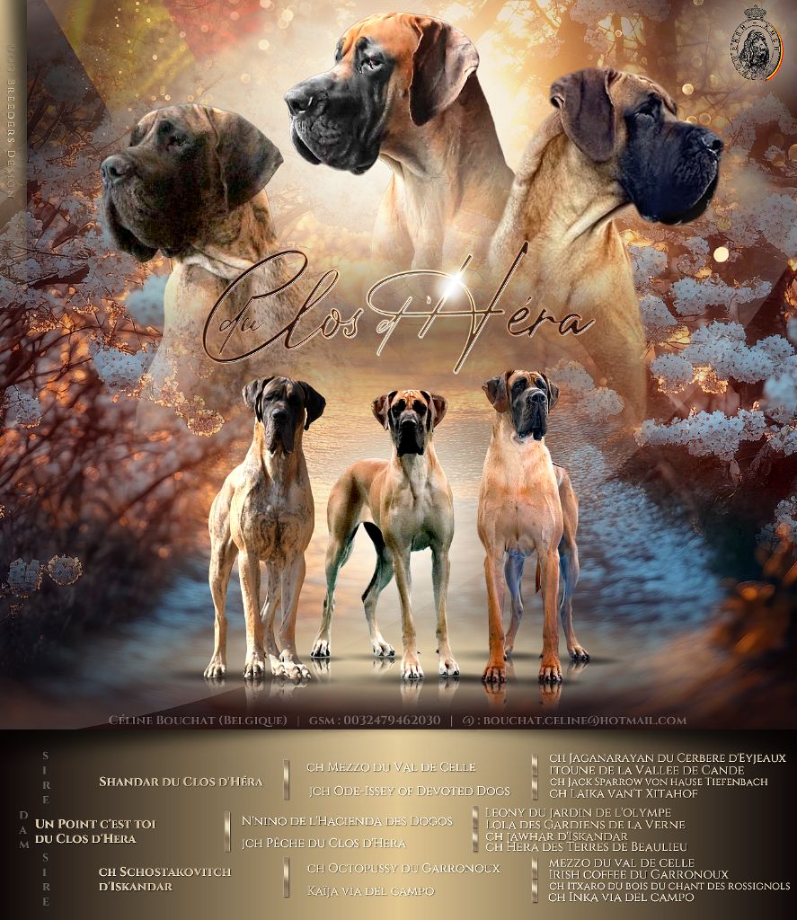 Chiot Dogue allemand Du Clos D'Héra