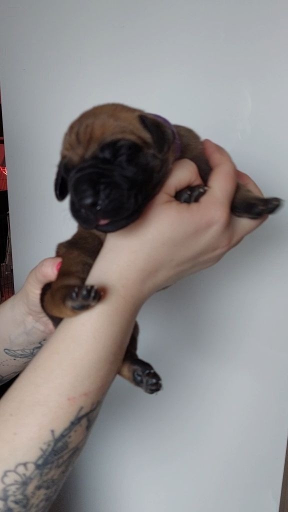 Du Clos D'Héra - Chiots disponibles - Dogue allemand