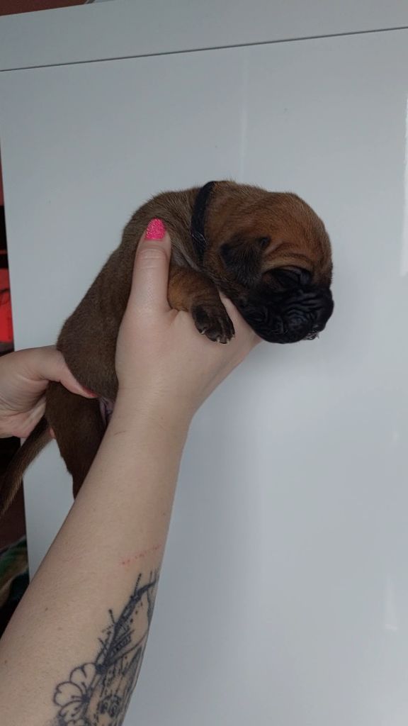 Du Clos D'Héra - Chiots disponibles - Dogue allemand