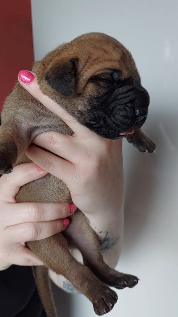 Du Clos D'Héra - Chiots disponibles - Dogue allemand