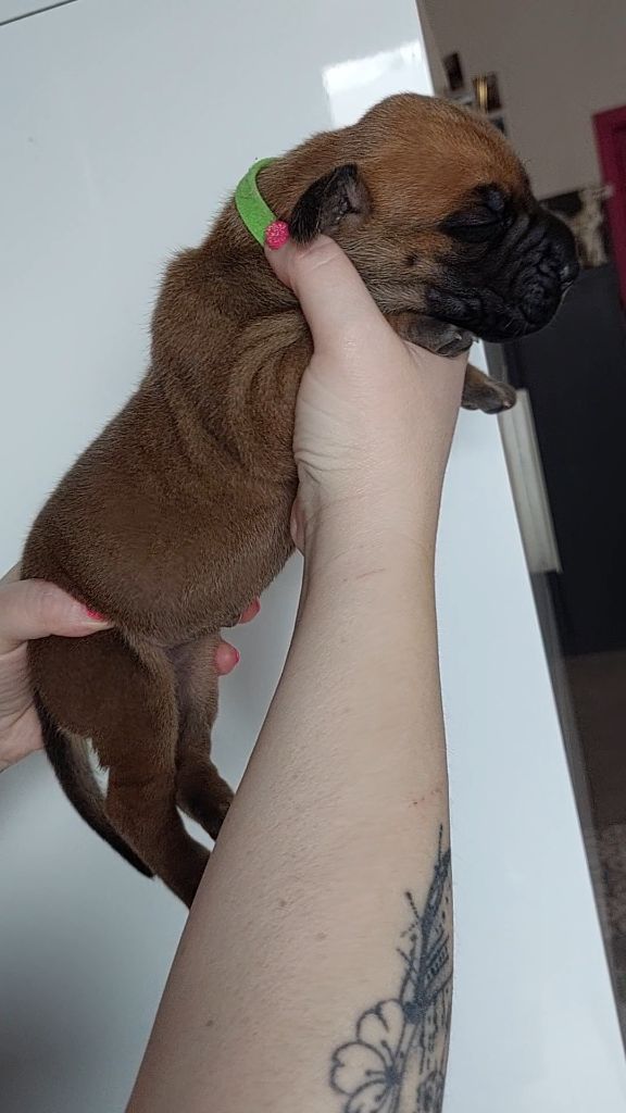 Du Clos D'Héra - Chiots disponibles - Dogue allemand